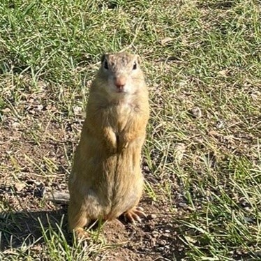 Ground squirrel posing on squirrel meadow in Muran